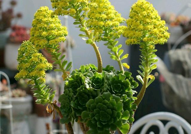 开花植物多肉图片_开花的多肉植物_多肉植物 开花