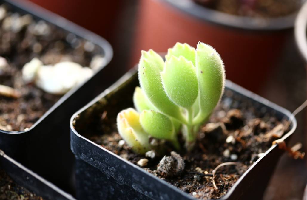 多肉型种_多肉型植物_50种多肉植物