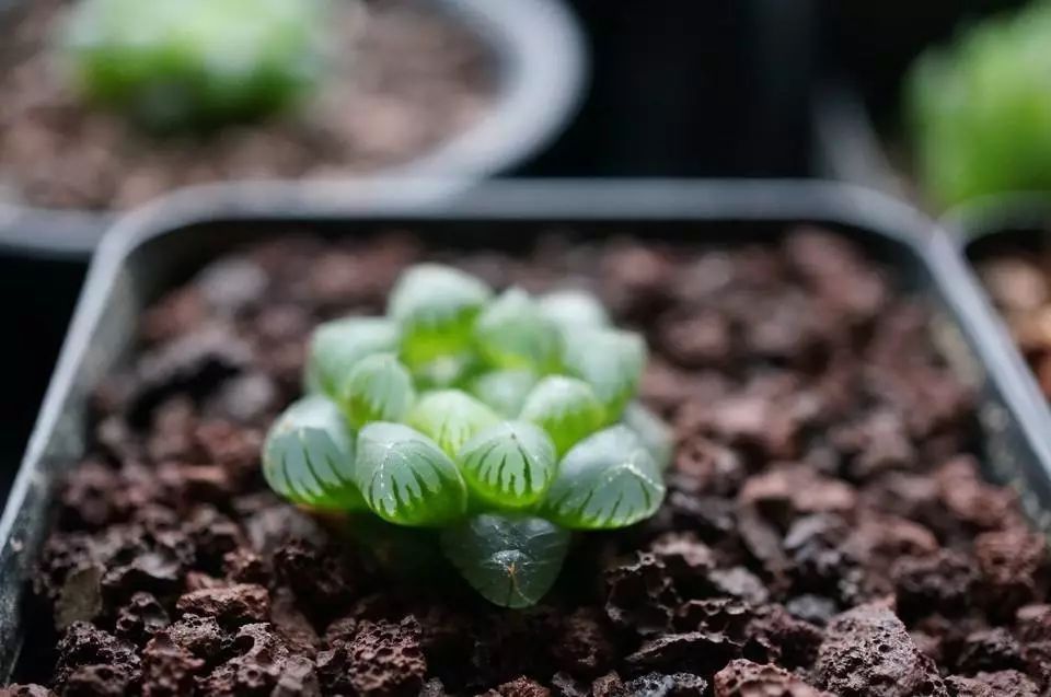 多肉型植物_多肉型种_50种多肉植物