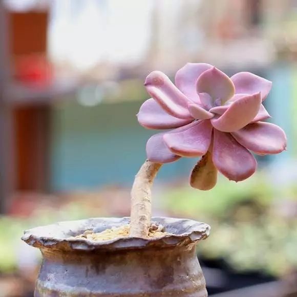 多肉型种_多肉型植物_50种多肉植物