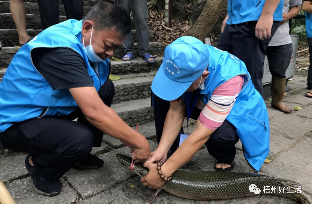 观赏鱼幽灵火箭_幽灵火箭观赏鱼介绍_幽灵火箭鱼多少钱一条