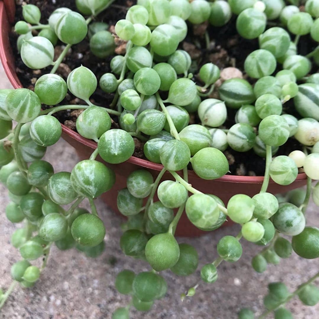 多肉绿植花卉图片大全及花名_绿植多肉_绿植多肉花