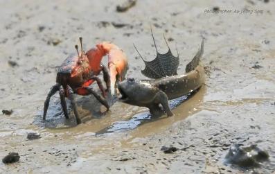 海水观赏养殖鱼图片_海水养殖观赏鱼_海水观赏养殖鱼怎么养