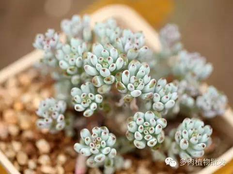 多肉植物 大_植物多肉大概多长时间浇一次水_植物多肉大全图片