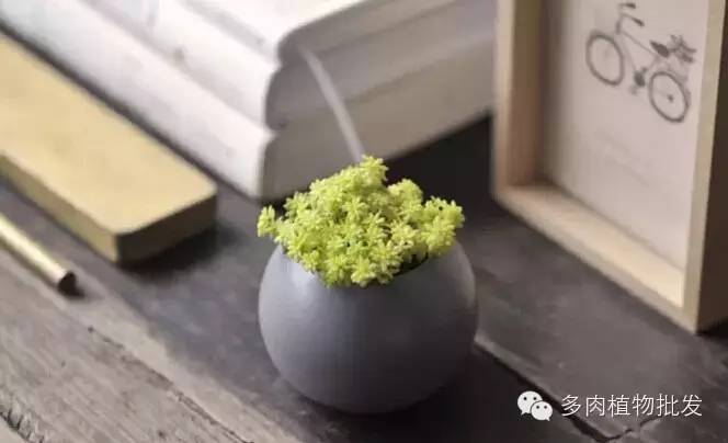 多肉植物 大_植物多肉大全图片_植物多肉大概多长时间浇一次水