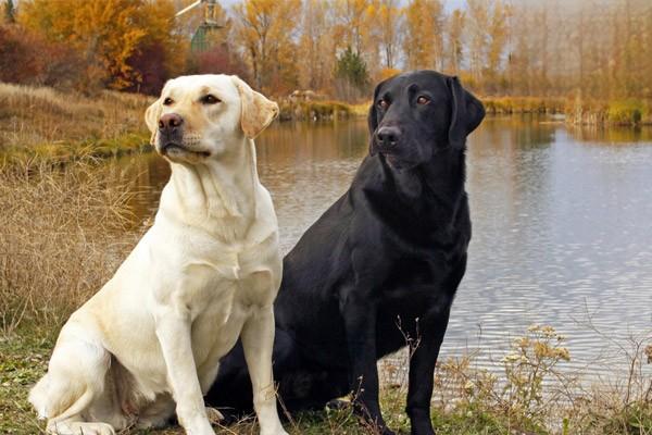 卷毛比熊犬价格,比熊一只多少钱