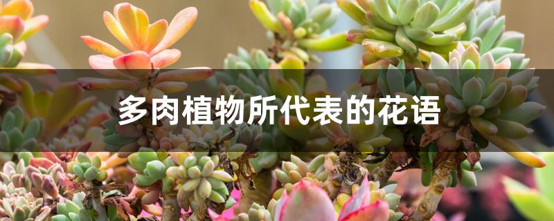 多肉植物蒂亚什么寓意_多肉植物蒂亚_蒂亚多肉花语