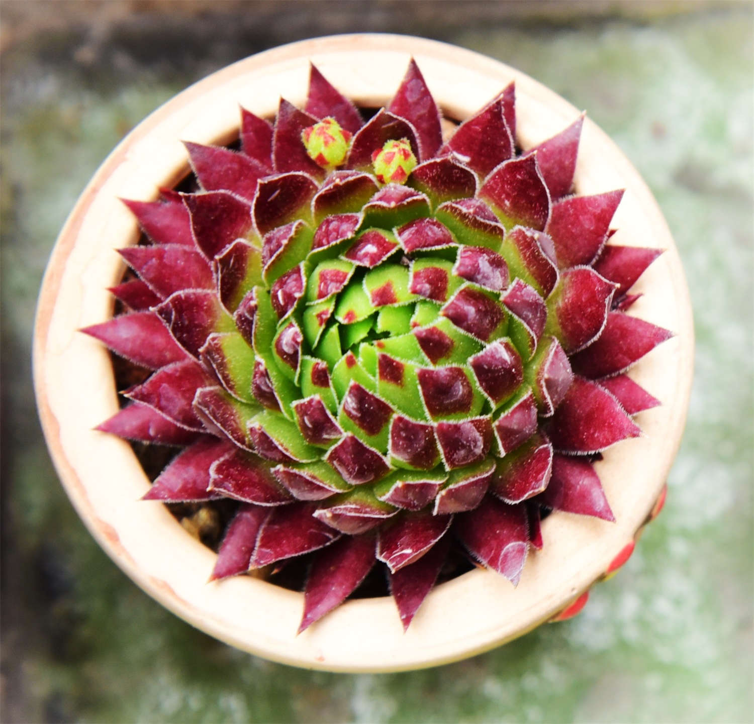 多肉植物蒂亚什么寓意_多肉植物蒂亚_蒂亚多肉花语