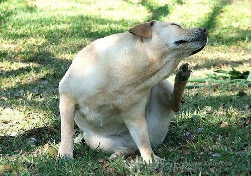 成年犬常见皮肤病有3种，做好这些预防，会让狗狗好受些