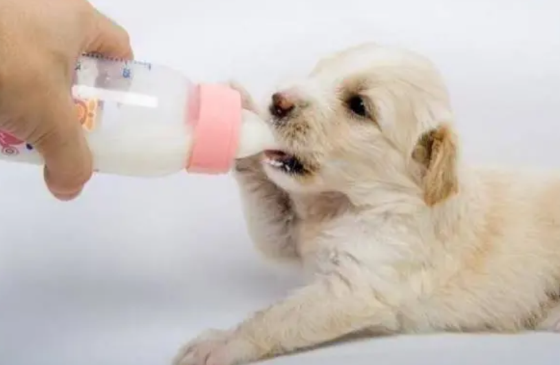 大狗吃幼犬粮会怎么样_一个月大的小狗吃什么_狗吃月食