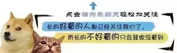 泰迪熊多肉的养殖_多肉泰迪熊能长多大_泰迪熊多肉